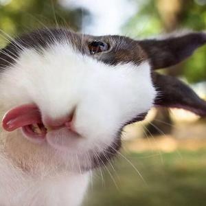 porka