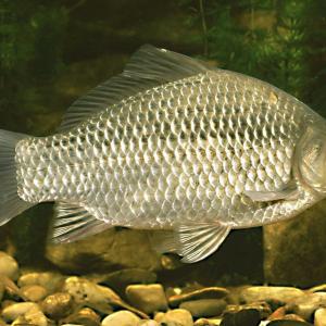 Karasik228